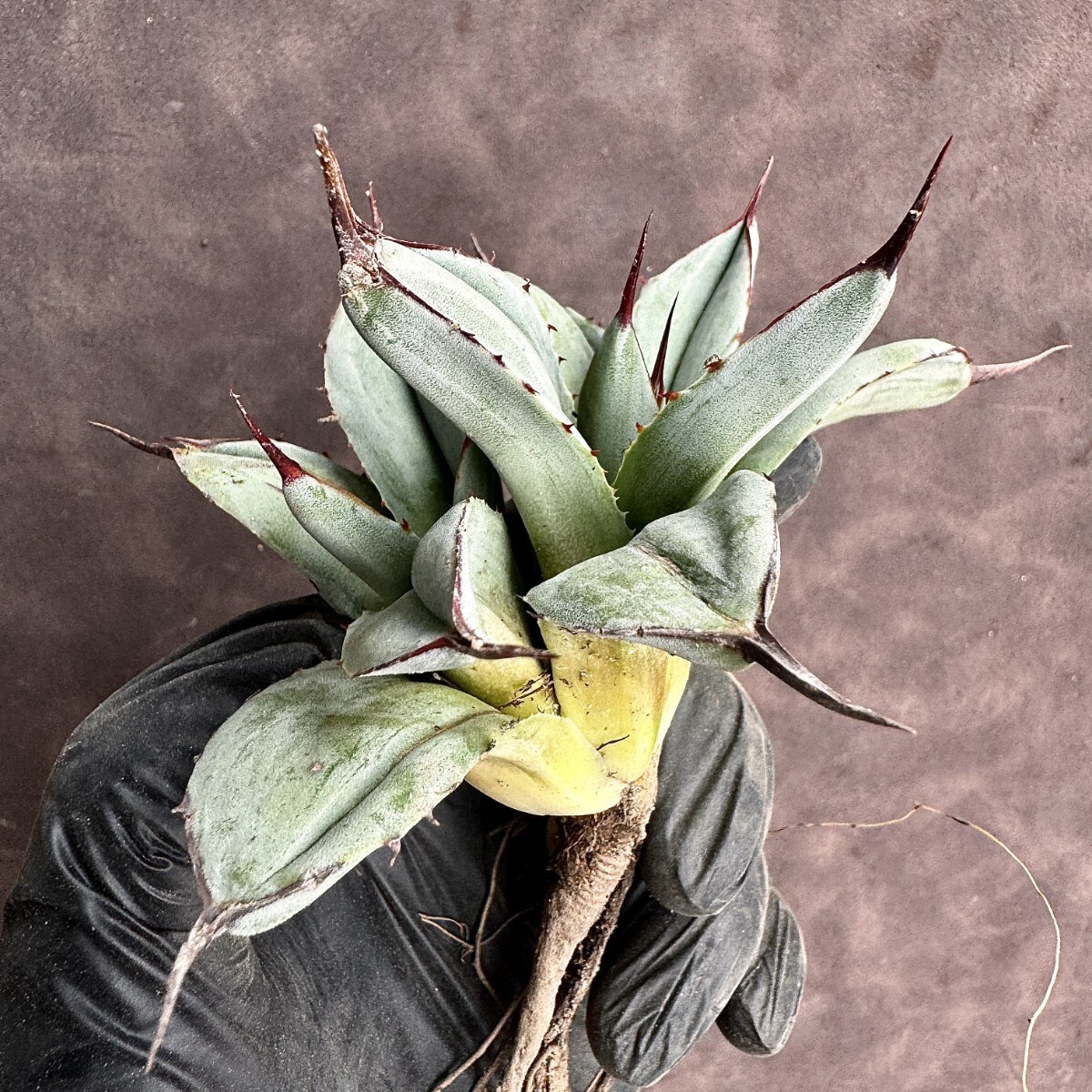 [Lj_plants]H104 agave Paris - tiger n car ta Mu Tanto special unevenness . entering stone . finest quality beautiful stock 2 head 