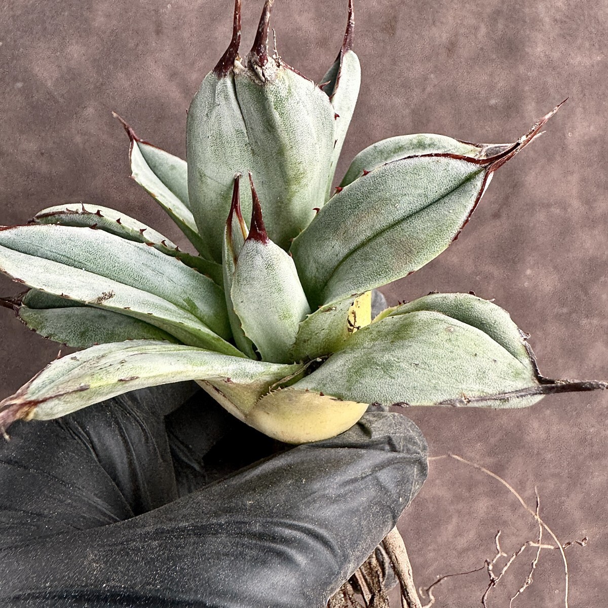 [Lj_plants]H104 agave Paris - tiger n car ta Mu Tanto special unevenness . entering stone . finest quality beautiful stock 2 head 