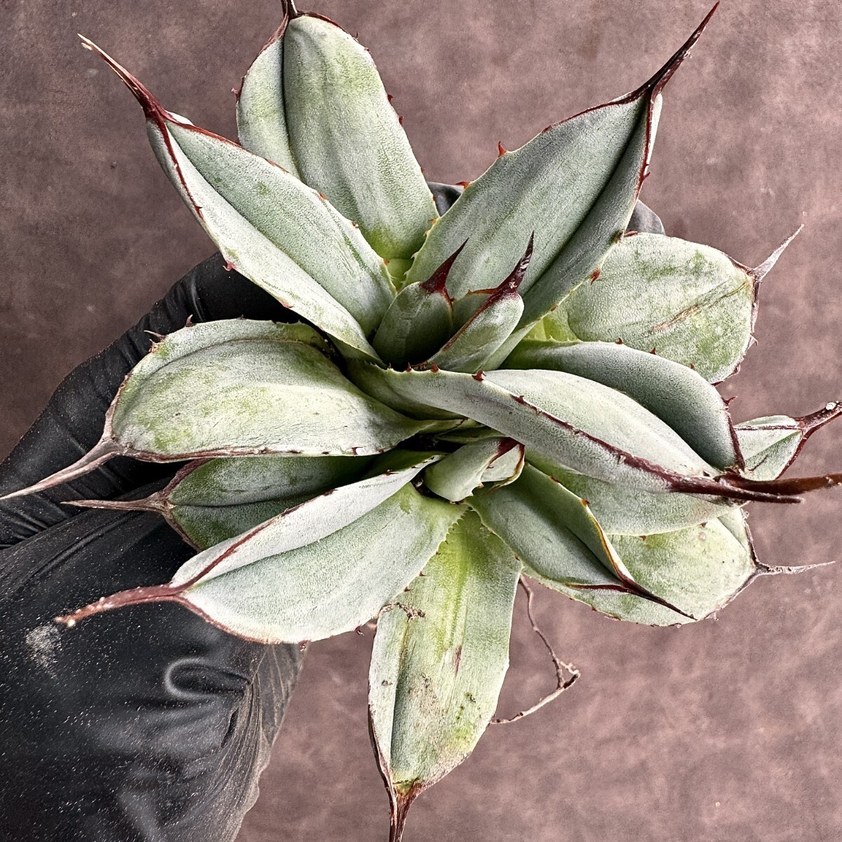 [Lj_plants]H104 agave Paris - tiger n car ta Mu Tanto special unevenness . entering stone . finest quality beautiful stock 2 head 