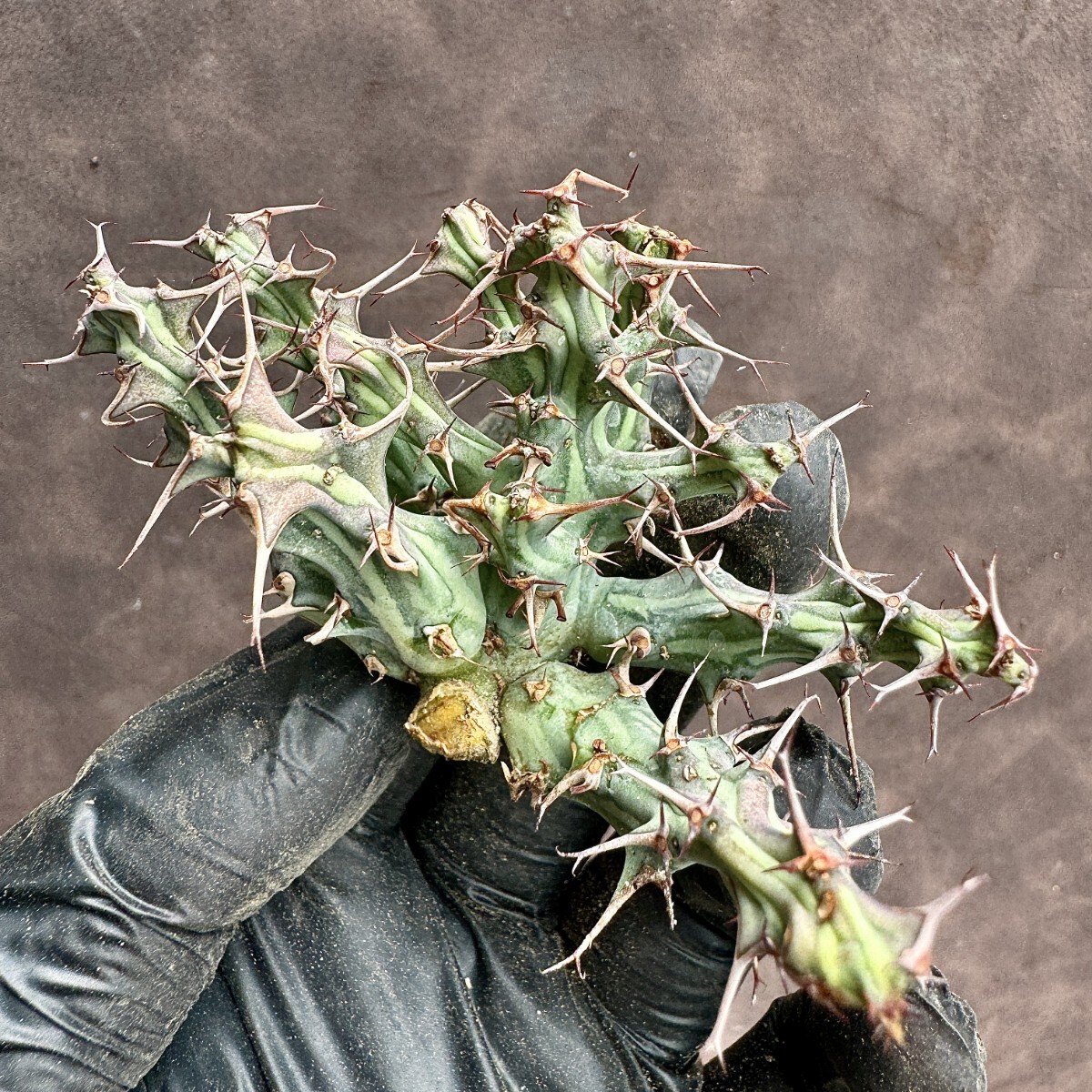 【Lj_plants】H23 ユーフォルビア ホルウーディ Euphorbia horwoodii 多肉植物 サボテン ホールウッディ ホルウッディー ホリダ オベサ_画像8