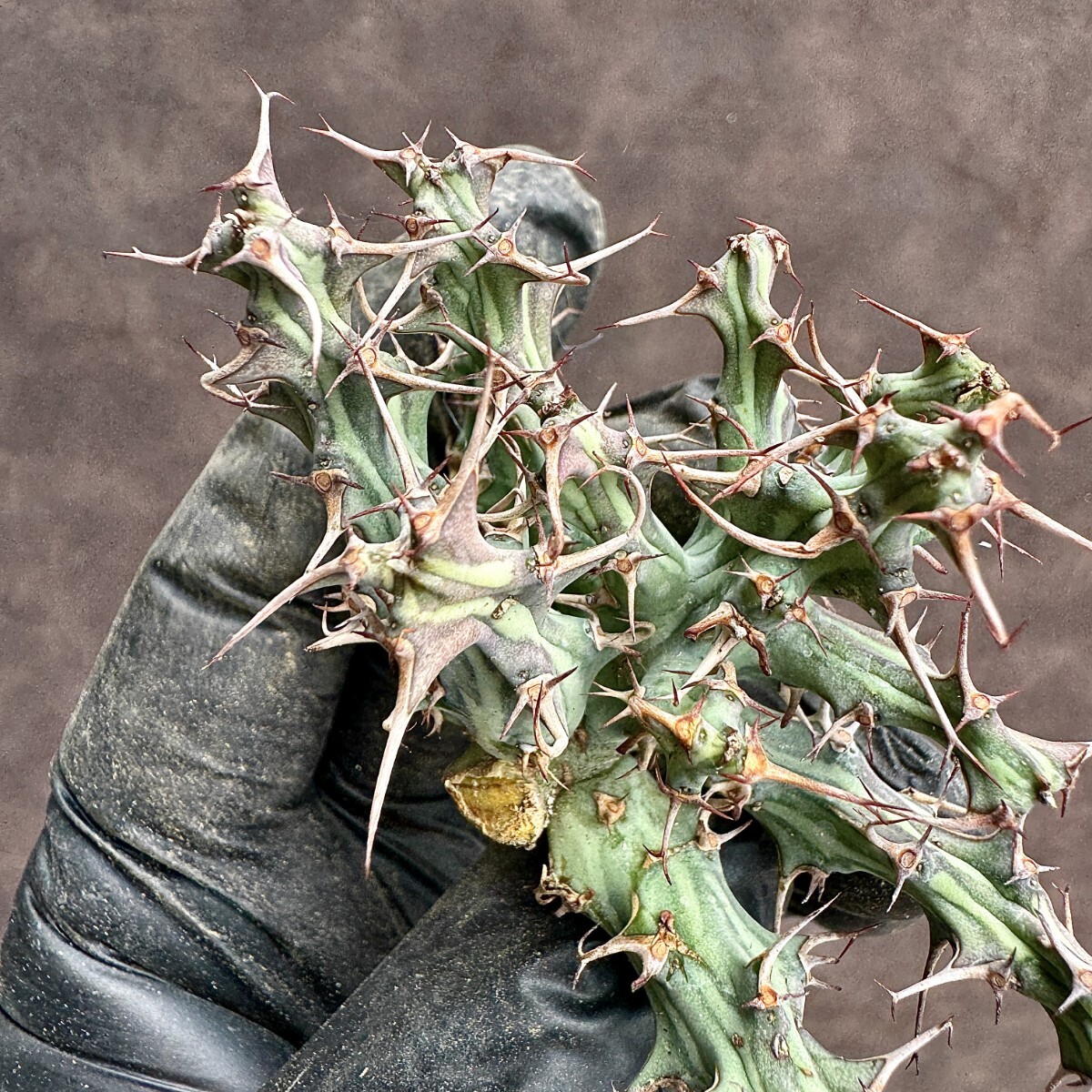 【Lj_plants】H23 ユーフォルビア ホルウーディ Euphorbia horwoodii 多肉植物 サボテン ホールウッディ ホルウッディー ホリダ オベサ_画像10