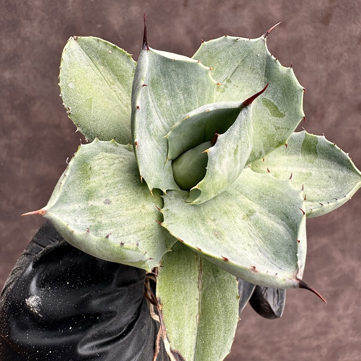 [Lj_plants]H35 succulent plant agave thickness leaf . god .... special unevenness . entering finest quality stock ultra rare! limitation stock 