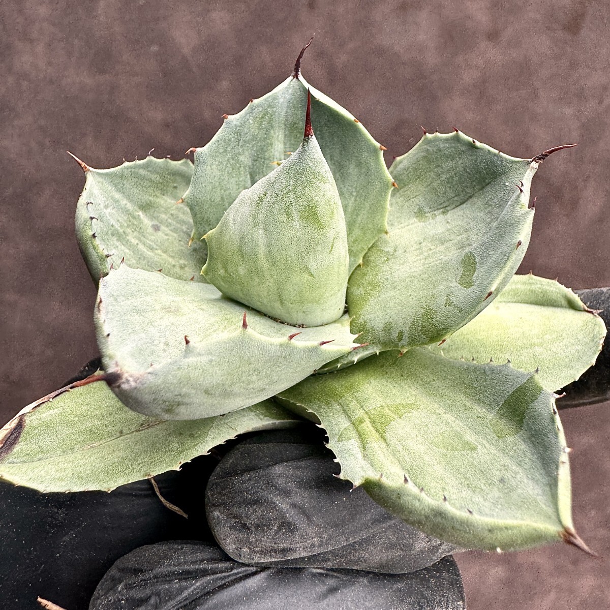 [Lj_plants]H35 succulent plant agave thickness leaf . god .... special unevenness . entering finest quality stock ultra rare! limitation stock 