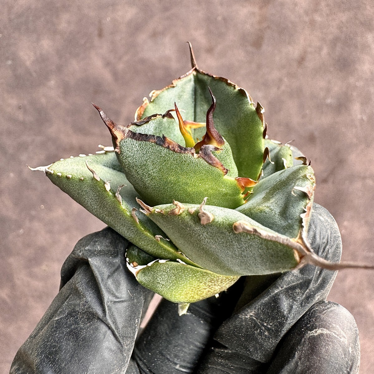 【Lj_plants】 H77 アガベ チタノタ 柊月 短葉で肉厚 極美 極上株_画像3