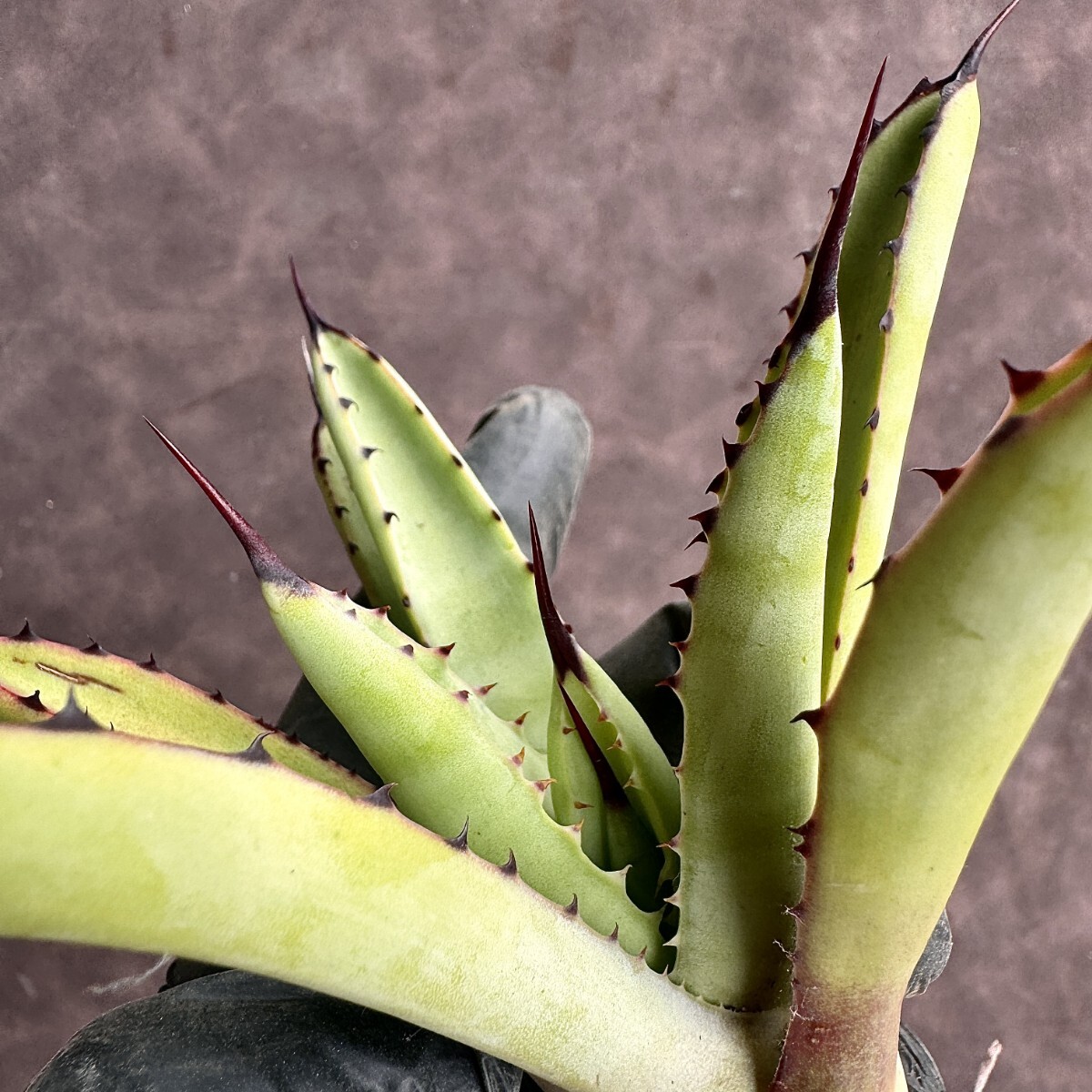 【Lj_plants】H86 アガベ　マクロアカンサ　Agave macroacantha 極上大子株1株_画像5