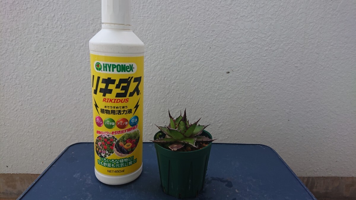 Agave horrida ssp. horrida 実生選抜④の画像1