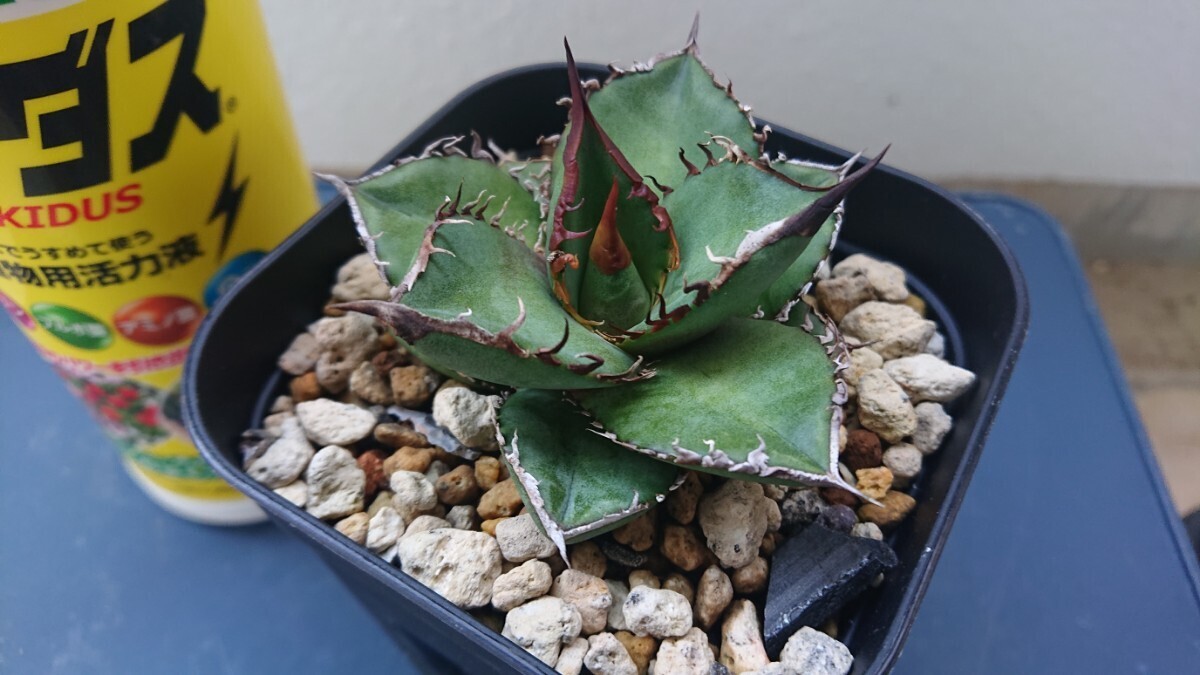 Agave oteroi 実生選抜の画像3