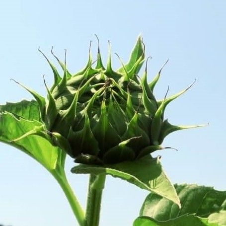 ひまわり　タイタン　種子