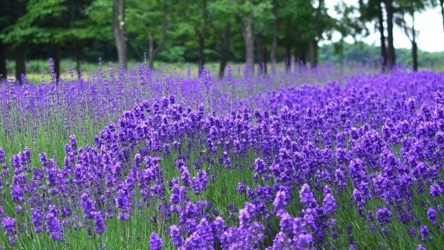 イングリッシュラベンダー　花の種