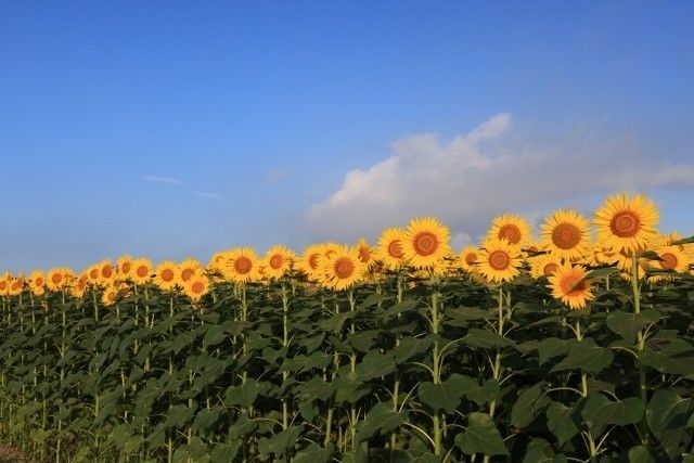 ひまわり　大輪一重咲黄色　花の種