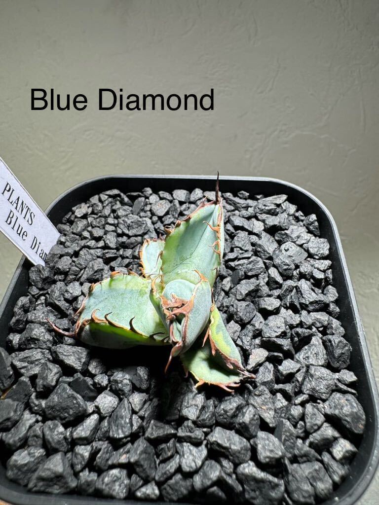 アガベ Blue Diamond 鉢植え 検ブラック&ブルー 覆輪斑の画像1