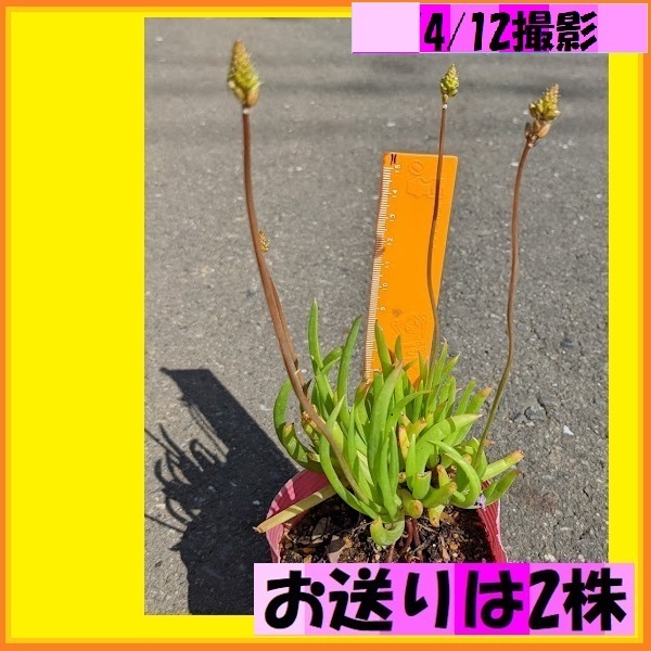 送料無料でお得 花アロエ 2株 春から秋まで咲きます ポットから出してお送り 咲き始めました　可愛い花がスルスルっと伸びて咲きます_画像4