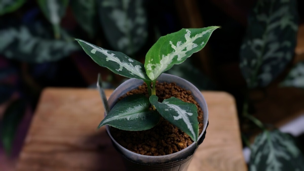 アグラオネマ ピクタム トリカラー 芭流覇羅 ティガリンガ IDY1018-5c 増殖株 オマケ付  Aglaonema pictumの画像4