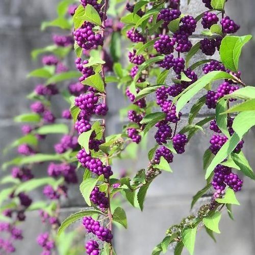 ムラサキシキブ　紫式部　苗木