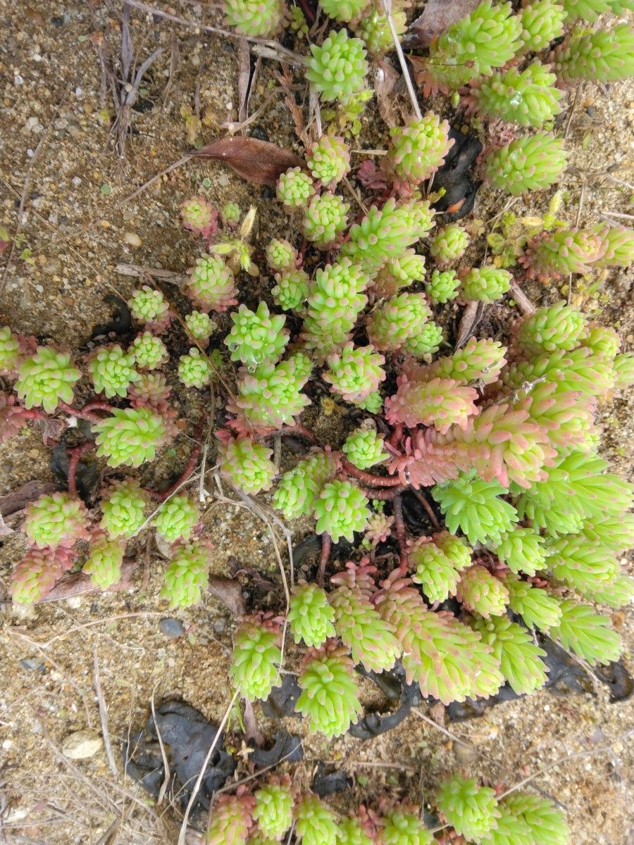 多肉植物　セダム　抜き苗　14×7×3のフードパックに詰め込みます