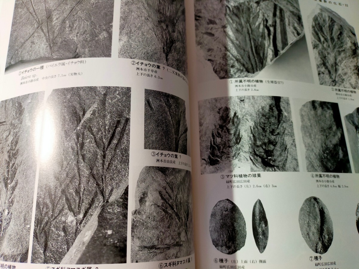 淡路島の化石 写真集 資料の画像5