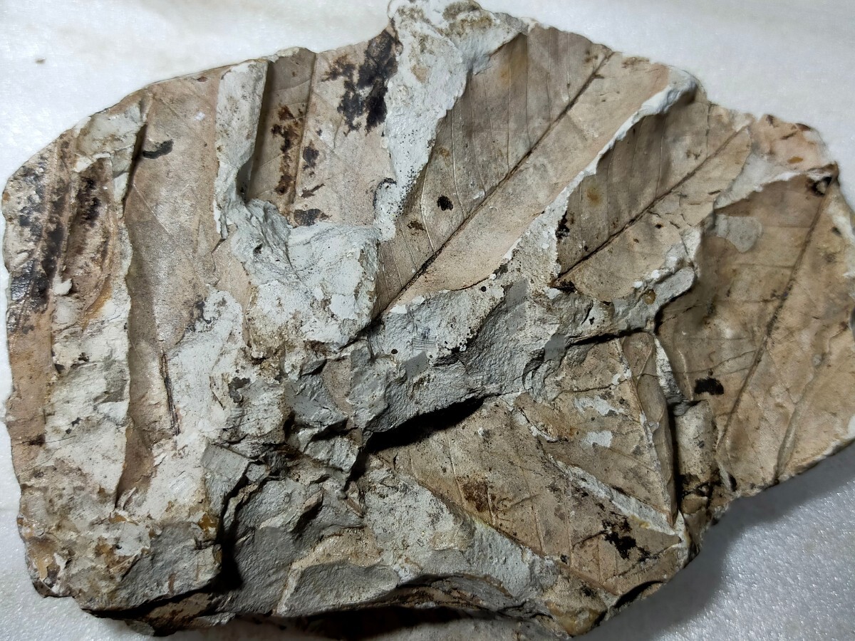  leaf fossil 23 Hyogo prefecture Kobe layer group 