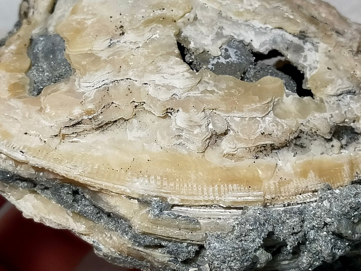 貝化石 カルサイト ③ フロリダの画像10
