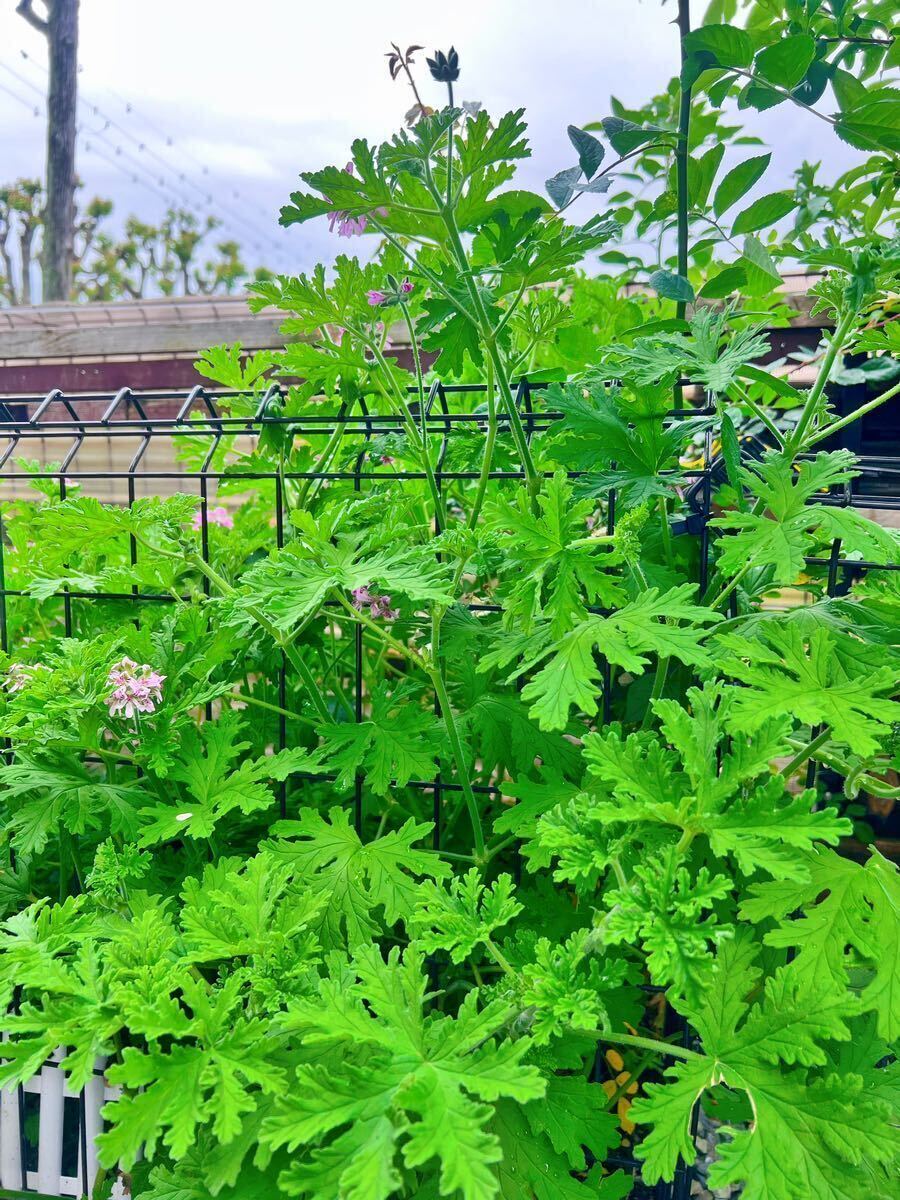 蚊香龍挿し木苗、抜き苗2株、ローズゼラニウム 、カコロン、蚊嫌草、蚊連草、送料無料、ハーブ苗、蚊取り草、虫除け、匿名発送_画像4