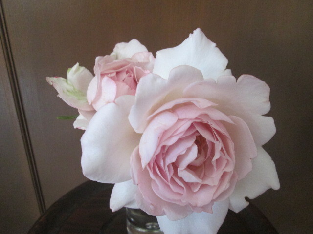 ** rare * rose dutize-ru*ivu cut flower goods kind * Ryuutsu little *