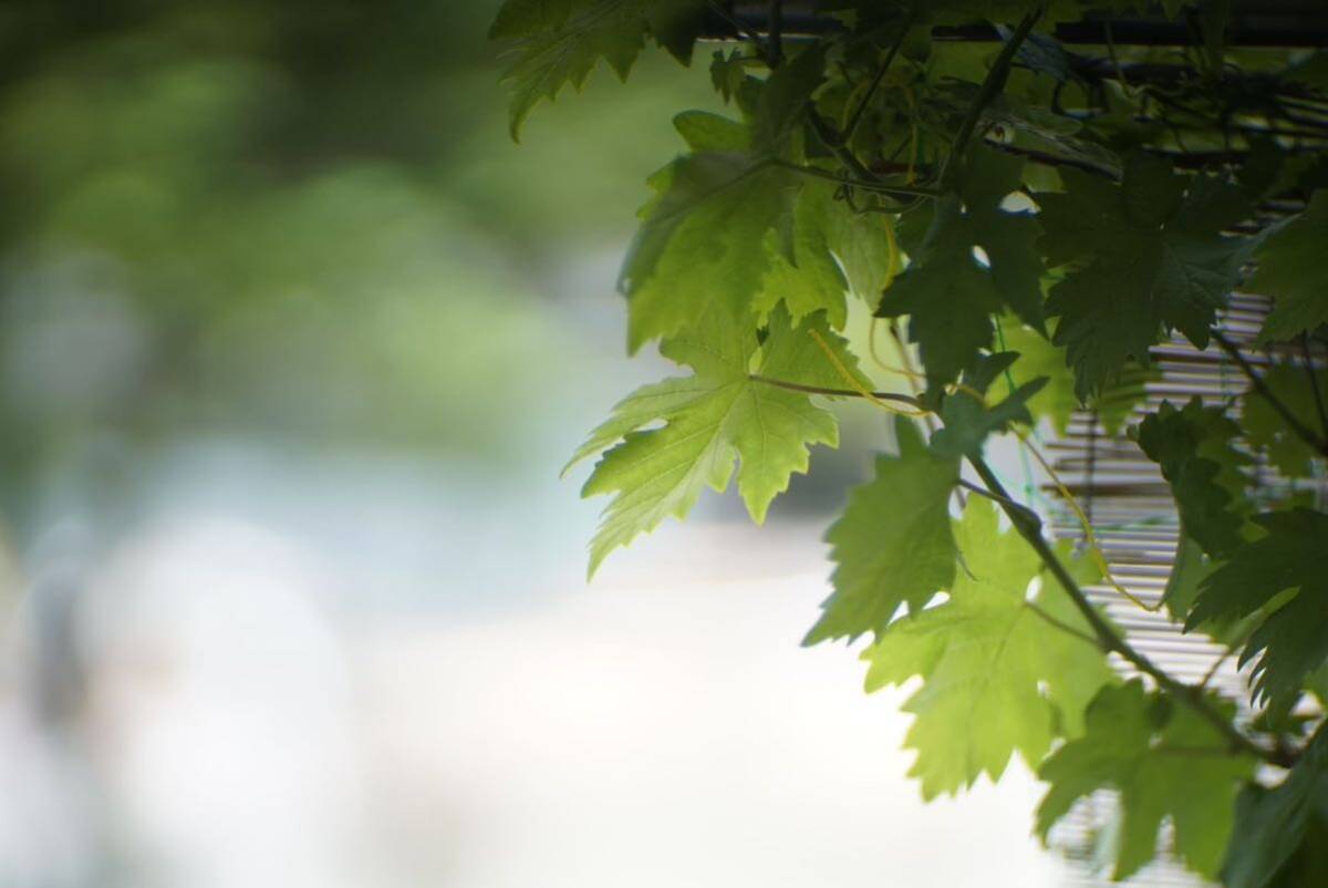 分解清掃済 超希少 LOMO KO-140M 120mm f1 8 Petzval M42 分解清掃済 超希少 LOMO KO-140M 120mm f1 8 Petzval M42