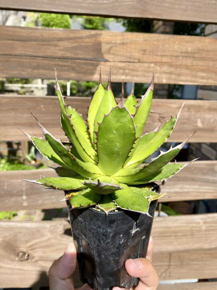 Agave horrida ssp. horrida ②アガベ ホリダ チタノタ オテロイ 検索: コーデックス 塊根 マンガベ パキポディウム パキプス ホリダス_画像4