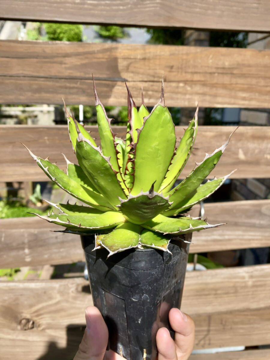 Agave horrida ssp. horrida ②アガベ ホリダ チタノタ オテロイ 検索: コーデックス 塊根 マンガベ パキポディウム パキプス ホリダス_画像2