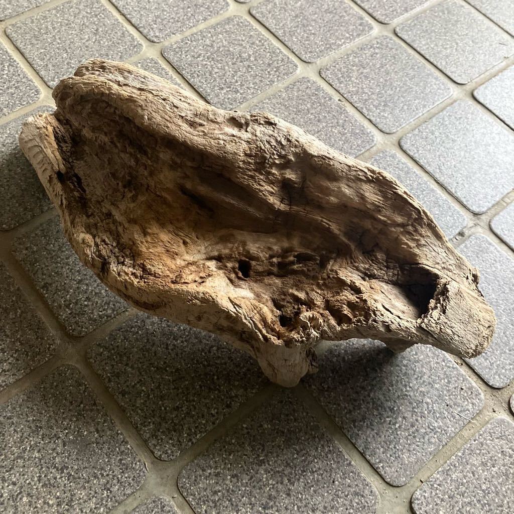  Japan sea. driftwood {.16}36.×15×12.* search *e. plant * terrarium * put on raw plant * moss lium* succulent plant * breeding for material * aquarium 
