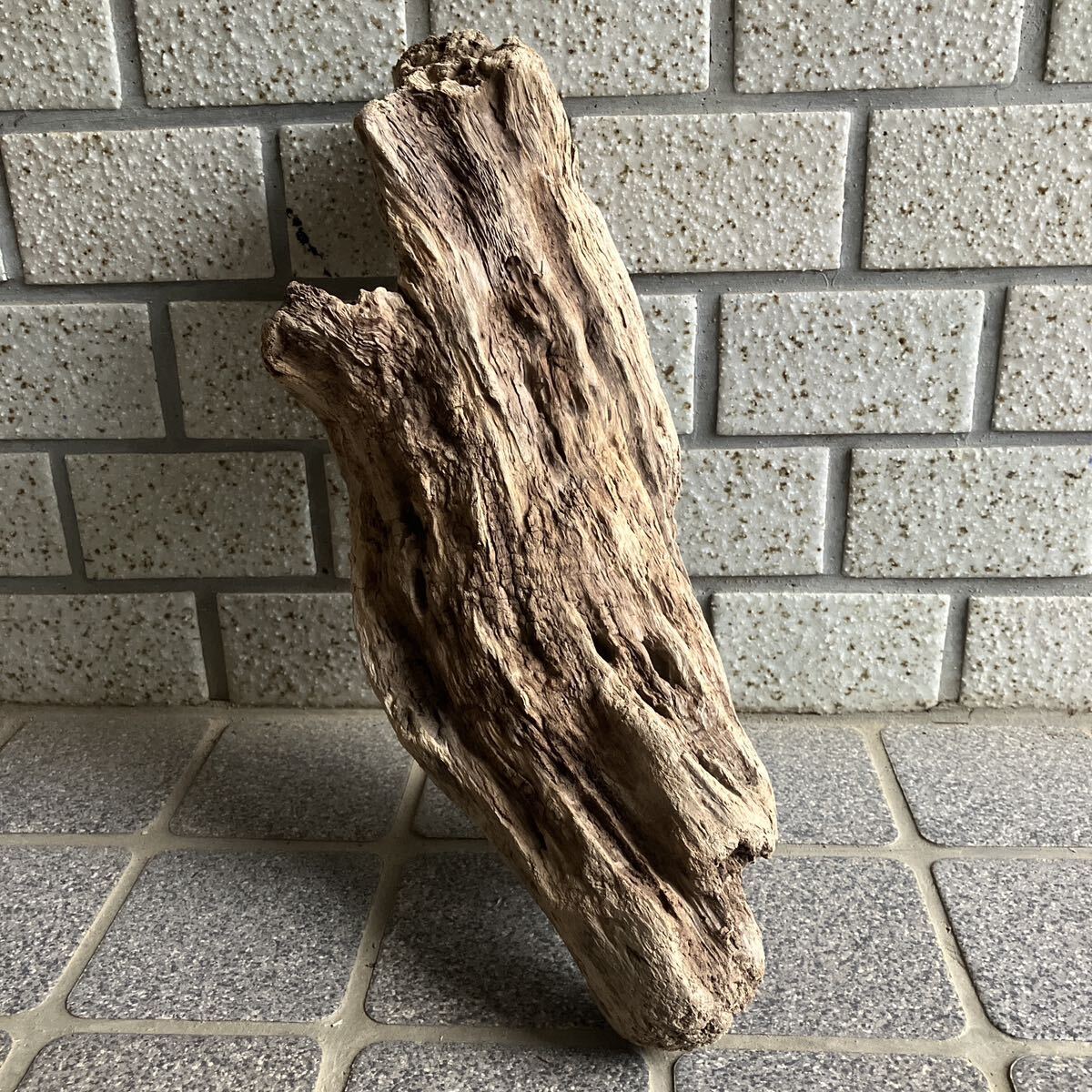  Japan sea. driftwood {.16}36.×15×12.* search *e. plant * terrarium * put on raw plant * moss lium* succulent plant * breeding for material * aquarium 