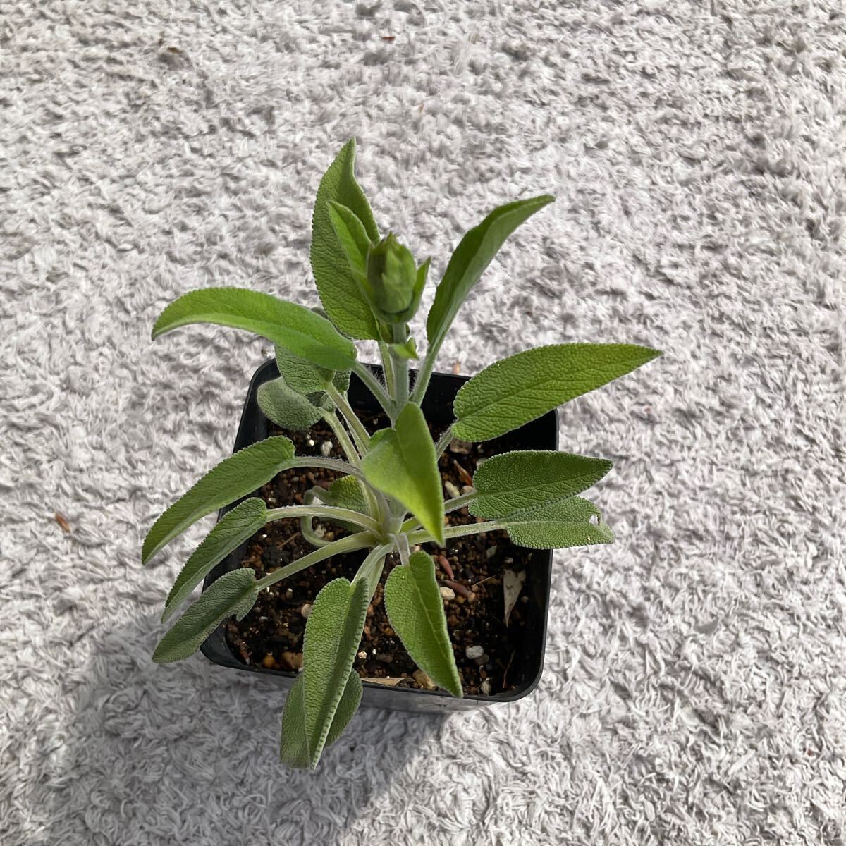  sage seedling flower . attaching herb 