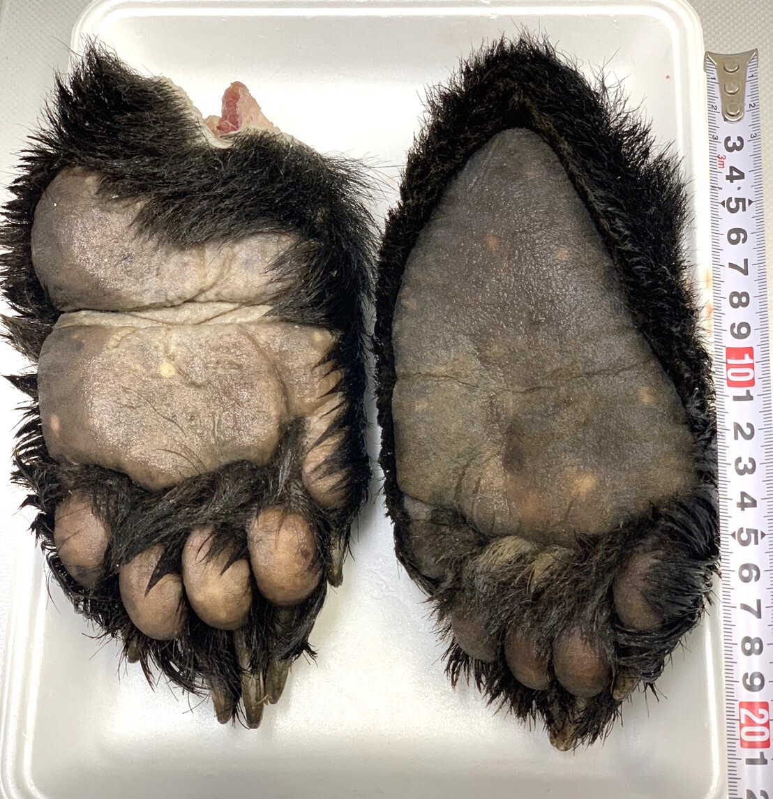 【ジビエ】ツキノワグマ 熊の手足 大きい ２個 計１１３７ｇ 鮮度＆品質最高の画像1