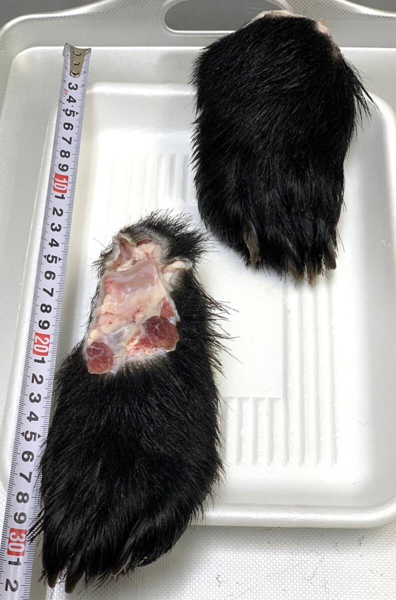 【ジビエ】ツキノワグマ 熊の手足 ２個 計８１７ｇ 鮮度＆品質最高の画像3