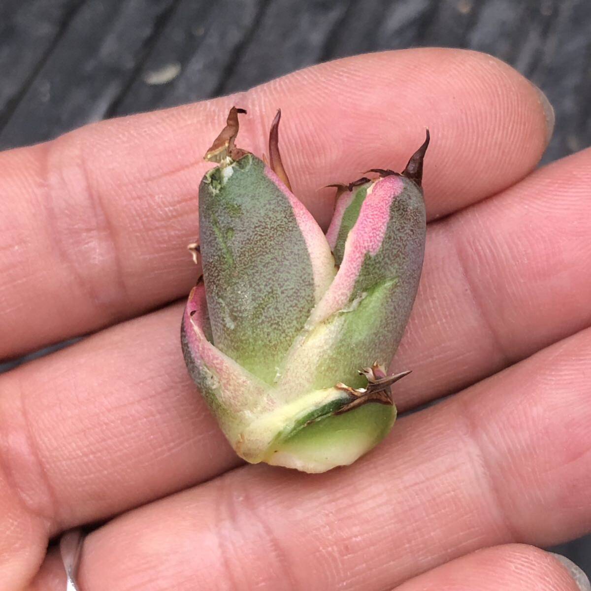 【442】アガベ チタノタ スナグルトゥース Agave titanota Snaggle Tooth の画像7