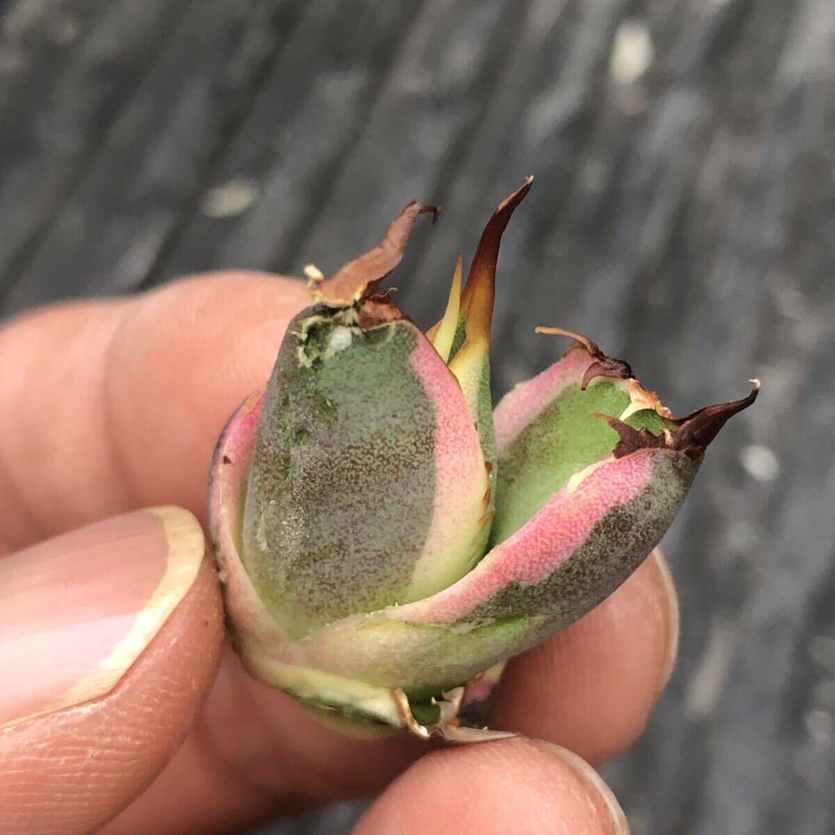 【443】アガベ チタノタ スナグルトゥース Agave titanota Snaggle Tooth の画像5