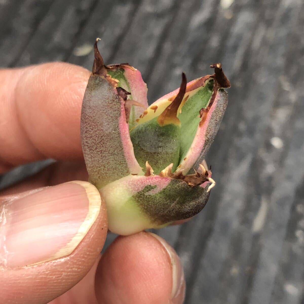 【443】アガベ チタノタ スナグルトゥース Agave titanota Snaggle Tooth の画像4