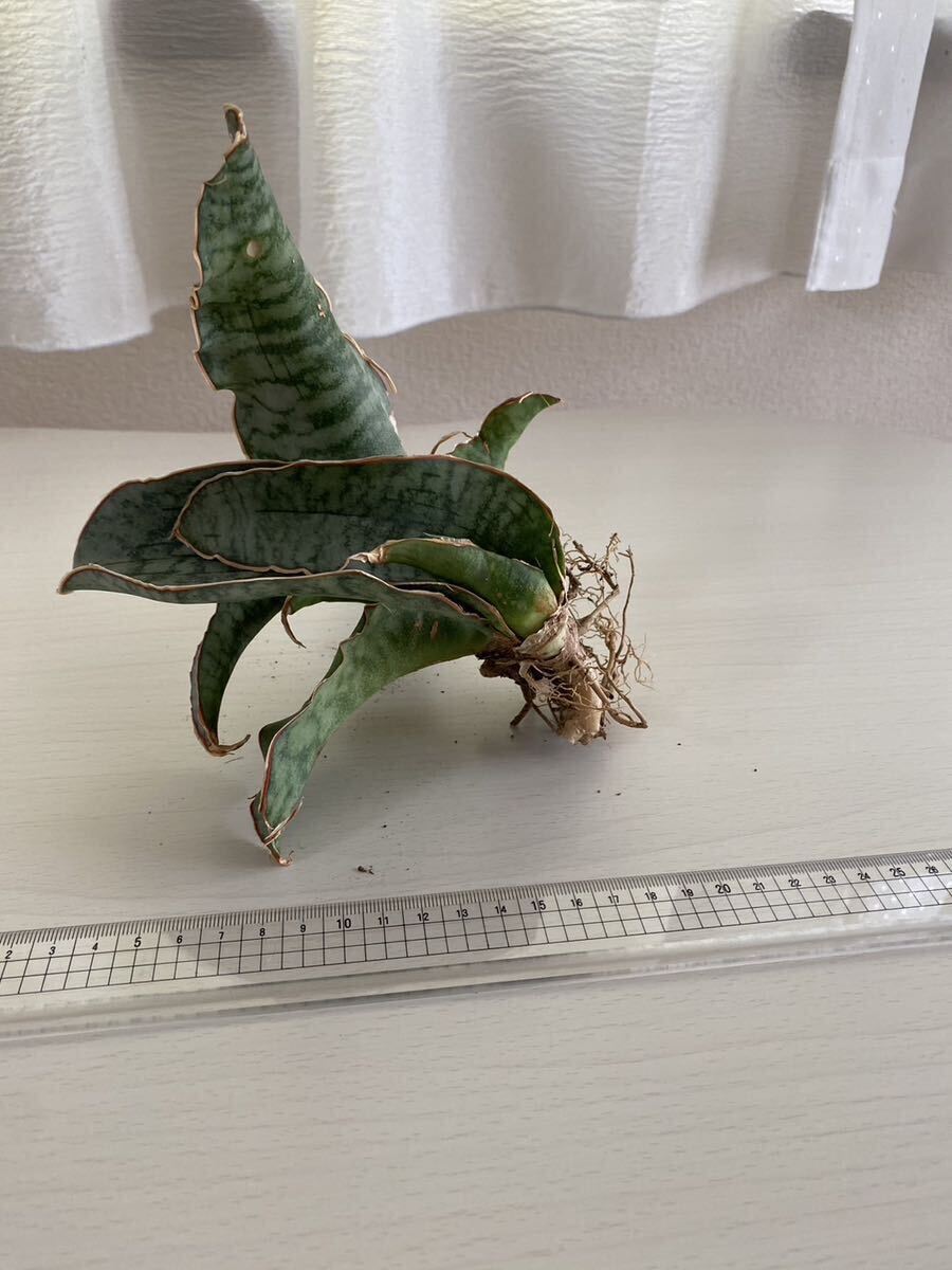 値下げ！　売り切ります！　希少　サンスベリア　サンセベリア　キルキー シルバー ブルー　観葉植物 Sansevieria 多肉植物 _画像8