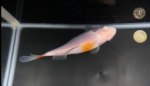 [ aqua исцеление p редкость tes] золотая рыбка . все . золотой 2 Japanese wakin шелк Sakura 