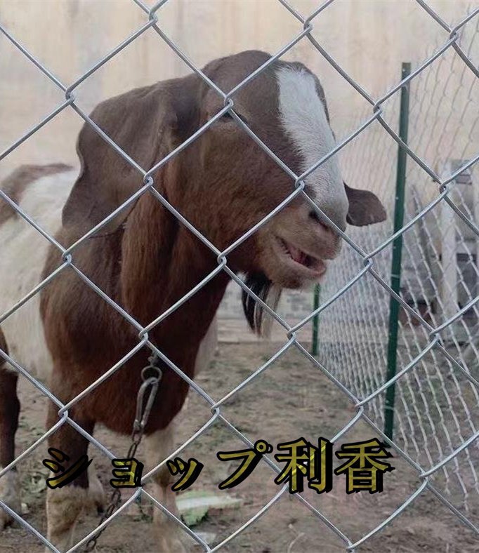 当社の 牛羊の繁殖ネット 1.2Mx10M 保護 隔離 養魚池 当社の 牛羊の繁殖ネット 1.2Mx10M 保護 隔離 養魚池