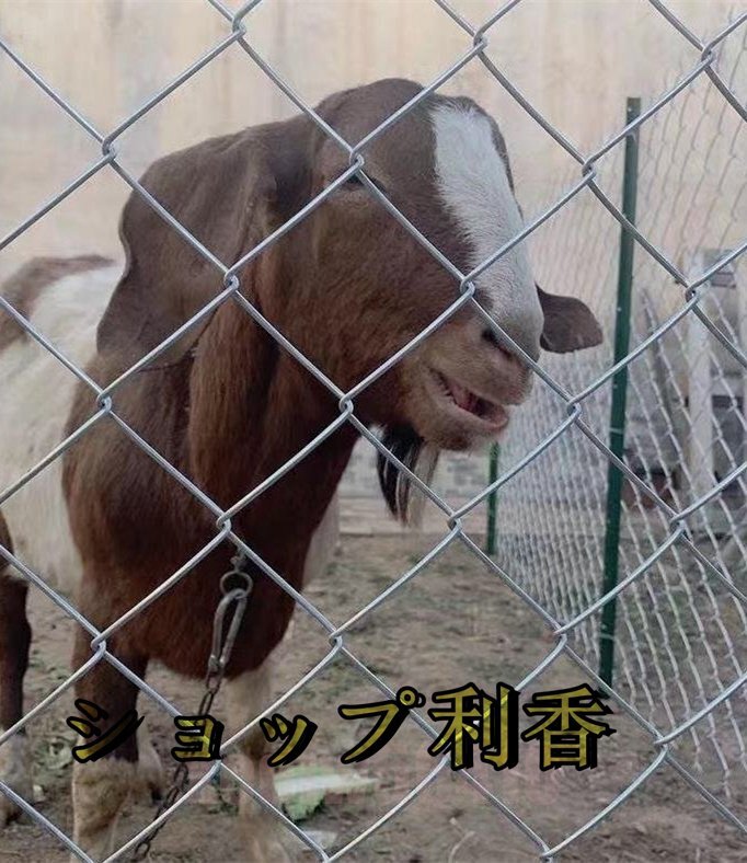  cow .. breeding net dog dog Ran zoo fender s wire link fence iron line fence guard rail . fish . segregation protection 1.2Mx10M