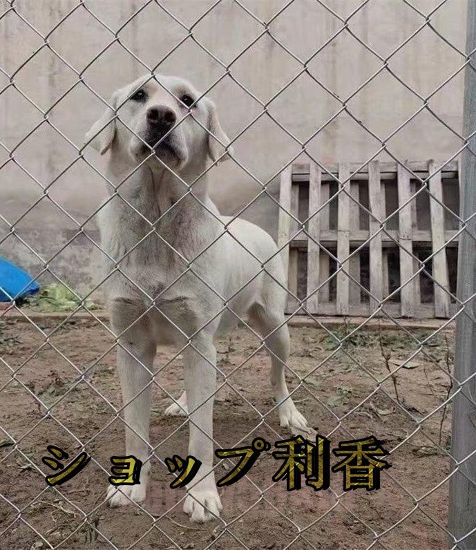牛羊の繁殖ネット 犬 ドッグラン 動物園フエンス ワイヤー 牛羊の繁殖ネット 犬 ドッグラン 動物園フエンス ワイヤー