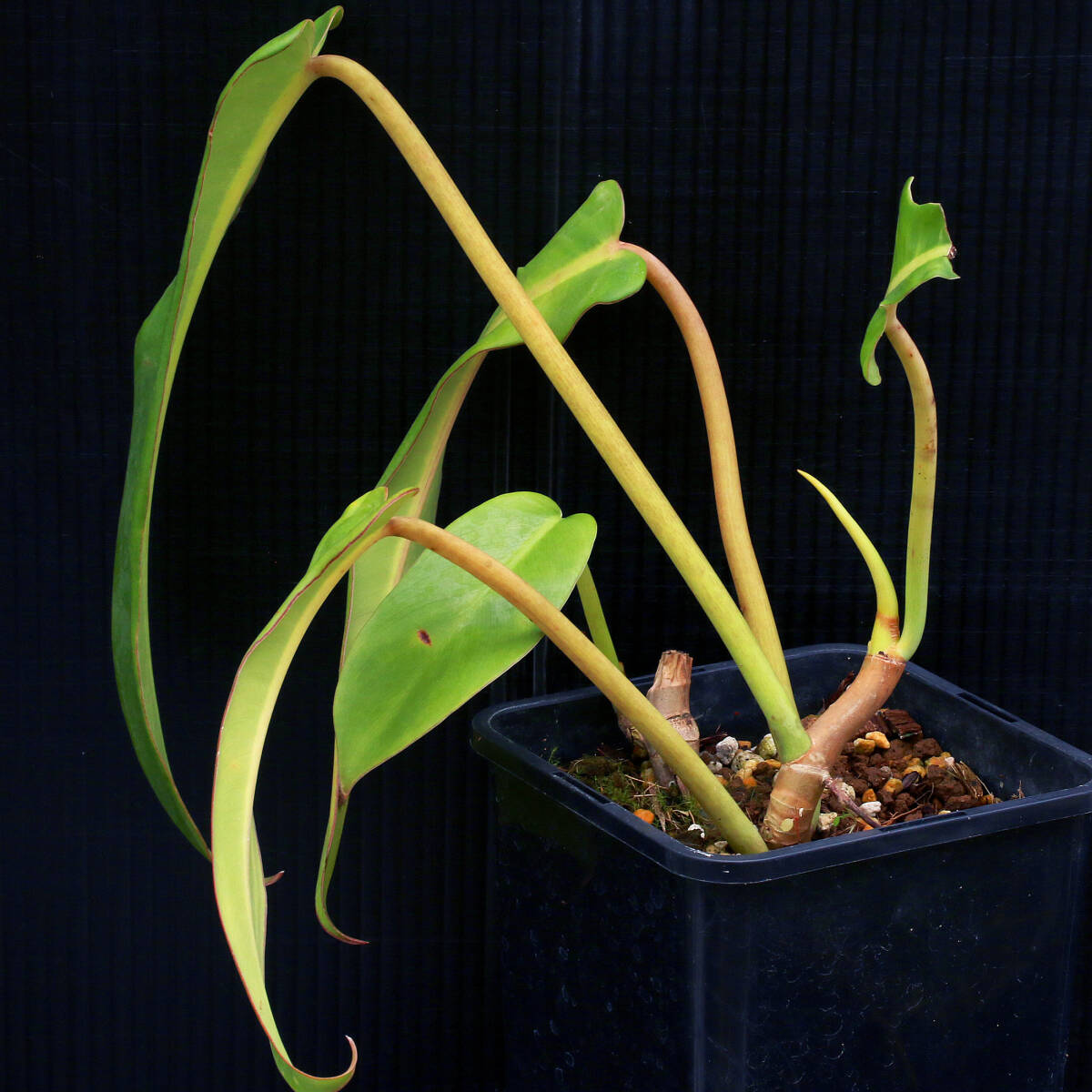 【温室整理SALE】フィロデンドロン・ビペンニフォリウム Philodendron bipennifolium ∂∂∂_画像2