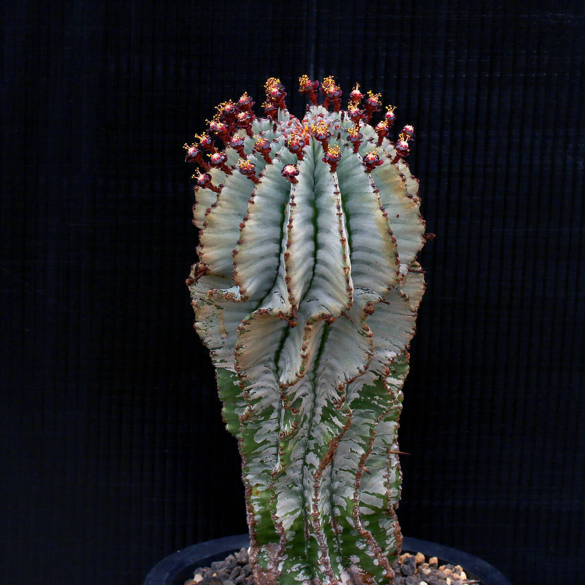 【温室整理SALE】ユーフォルビア・ホリダ 白ホリダ大株 Euphorbia horrida ∂∂∂_画像3