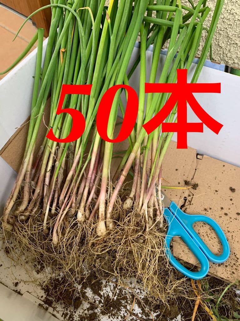 《送料無料・匿名配送》アサツキ　苗　50本　大きさ色々　畑の整理　浅葱　薬味　 細ネギ　小葱_50本