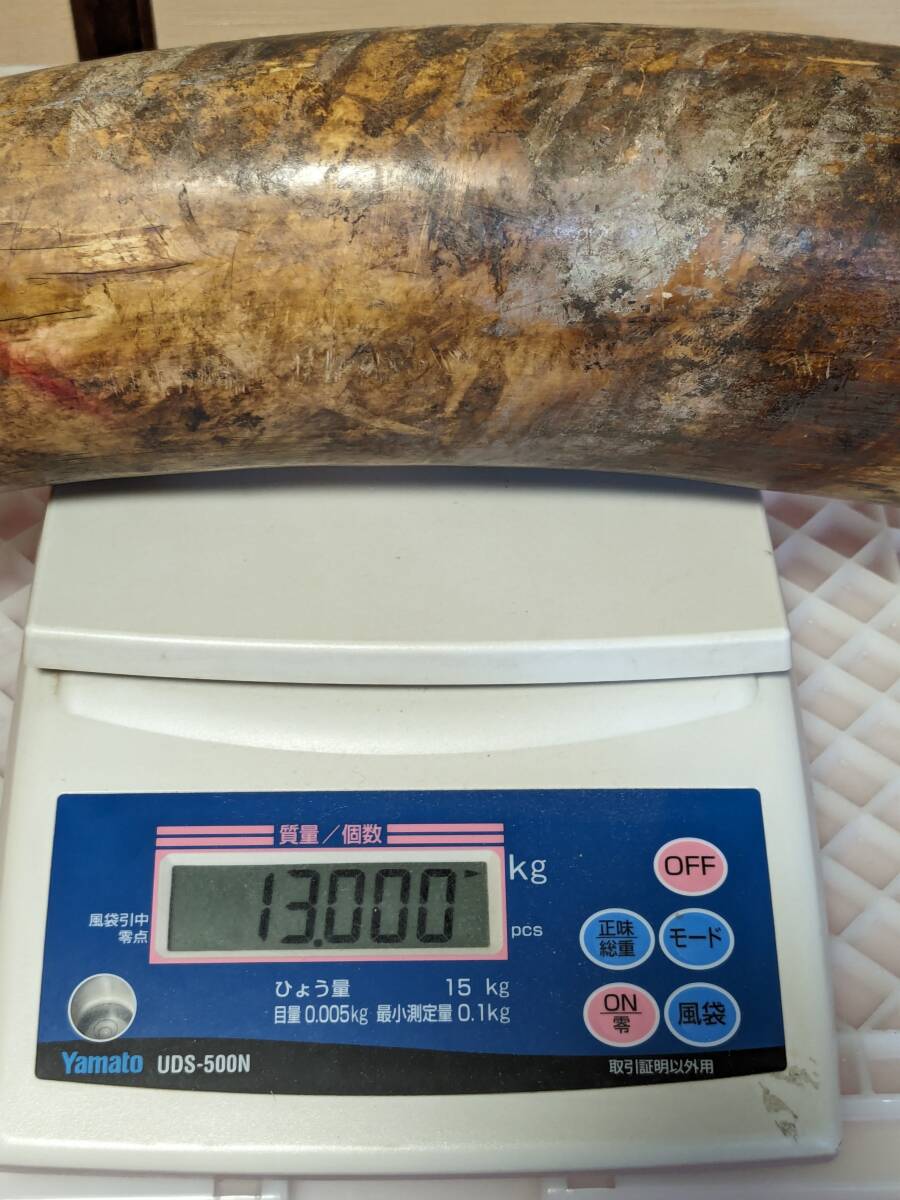 重量約13kg 牙 一本物 一本牙 白材芯料 天然素材 象牙風 全長約96cm オブジェ　（30-4）_画像6