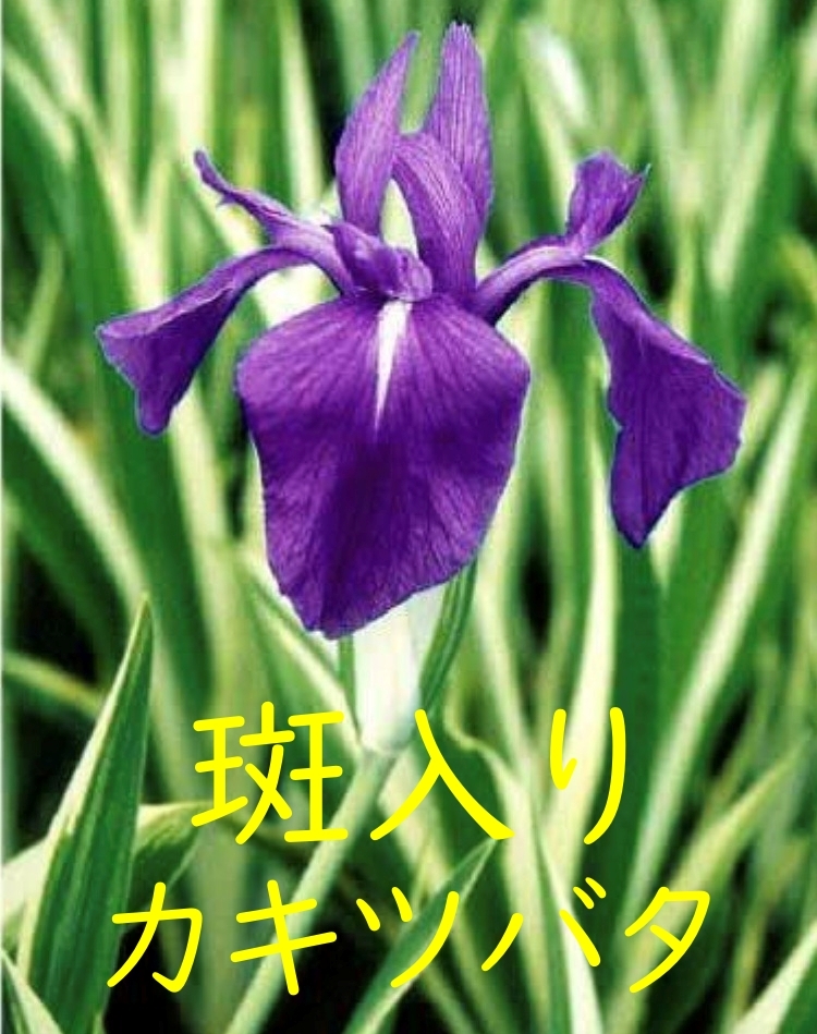 人気！ 斑入り カキツバタ ② アヤメ科 多年草 湿性植物 花苗 球根 ビオトープ めだか 水生植物 水辺植物 パープル 紫_画像1