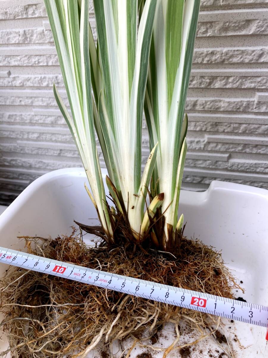 人気！ 斑入り カキツバタ ② アヤメ科 多年草 湿性植物 花苗 球根 ビオトープ めだか 水生植物 水辺植物 パープル 紫_画像5