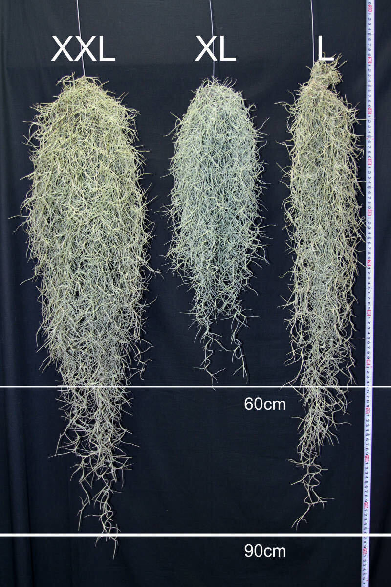 超特大サイズのスパニッシュモス （90cm over） チランジア エアプランツ ウスネオイデス スワッグの画像4