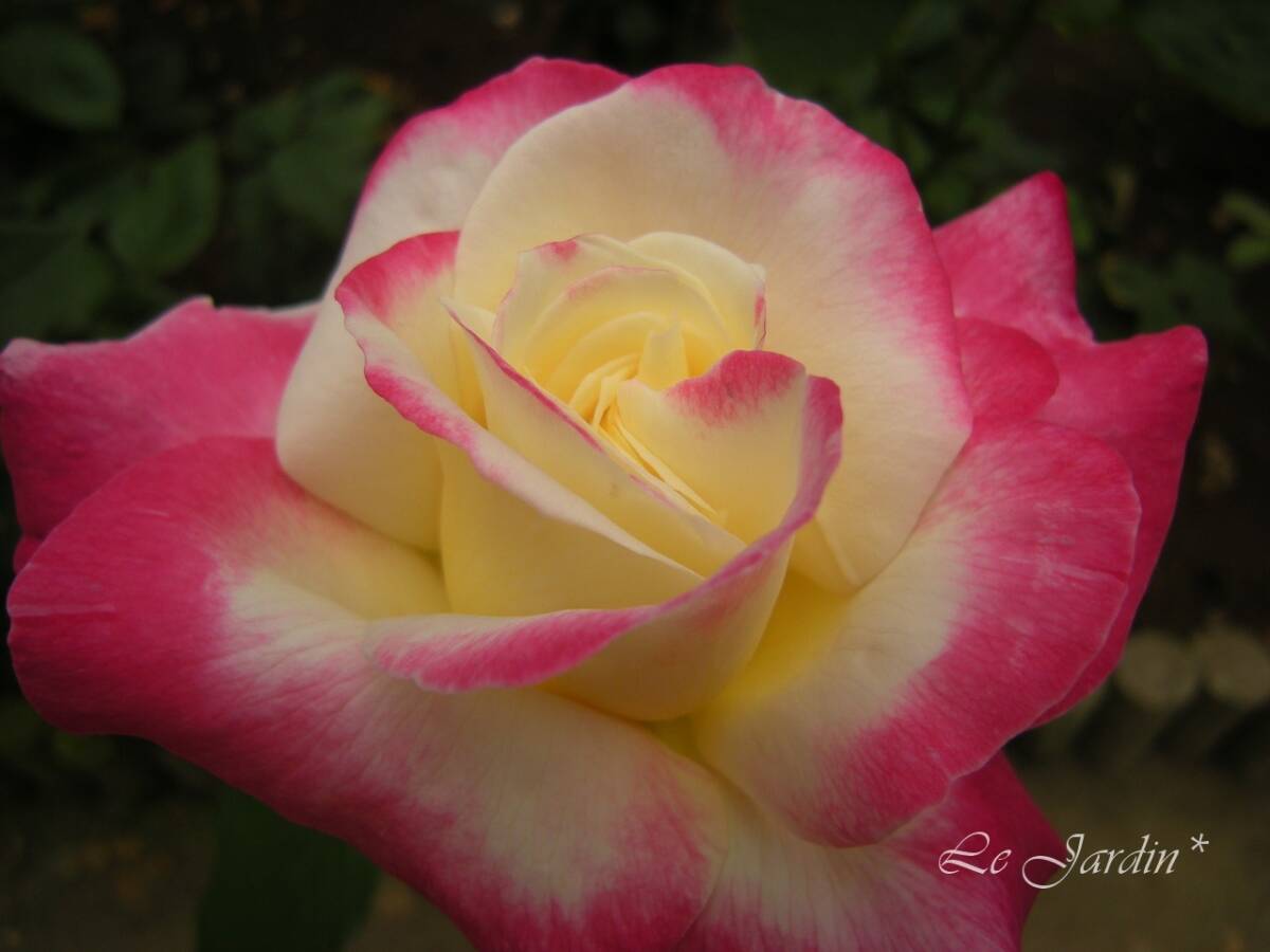 【ダブルデライト】強香・覆輪のバラ（四季咲き）ＨＴ・ハイブリッドティ_画像1