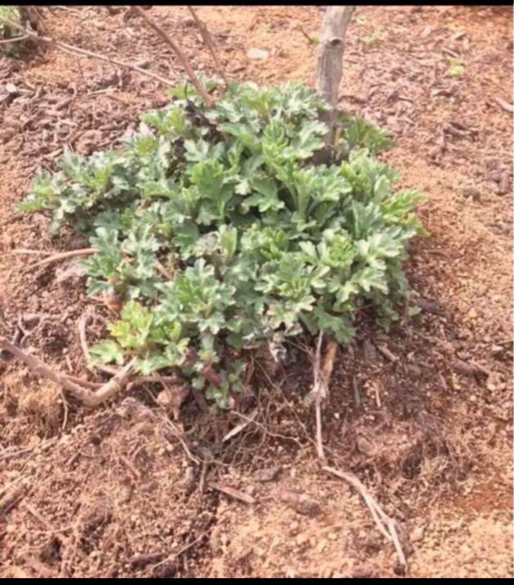 食用菊 もってのほか 抜き苗 5本 野菜 花 家庭菜園