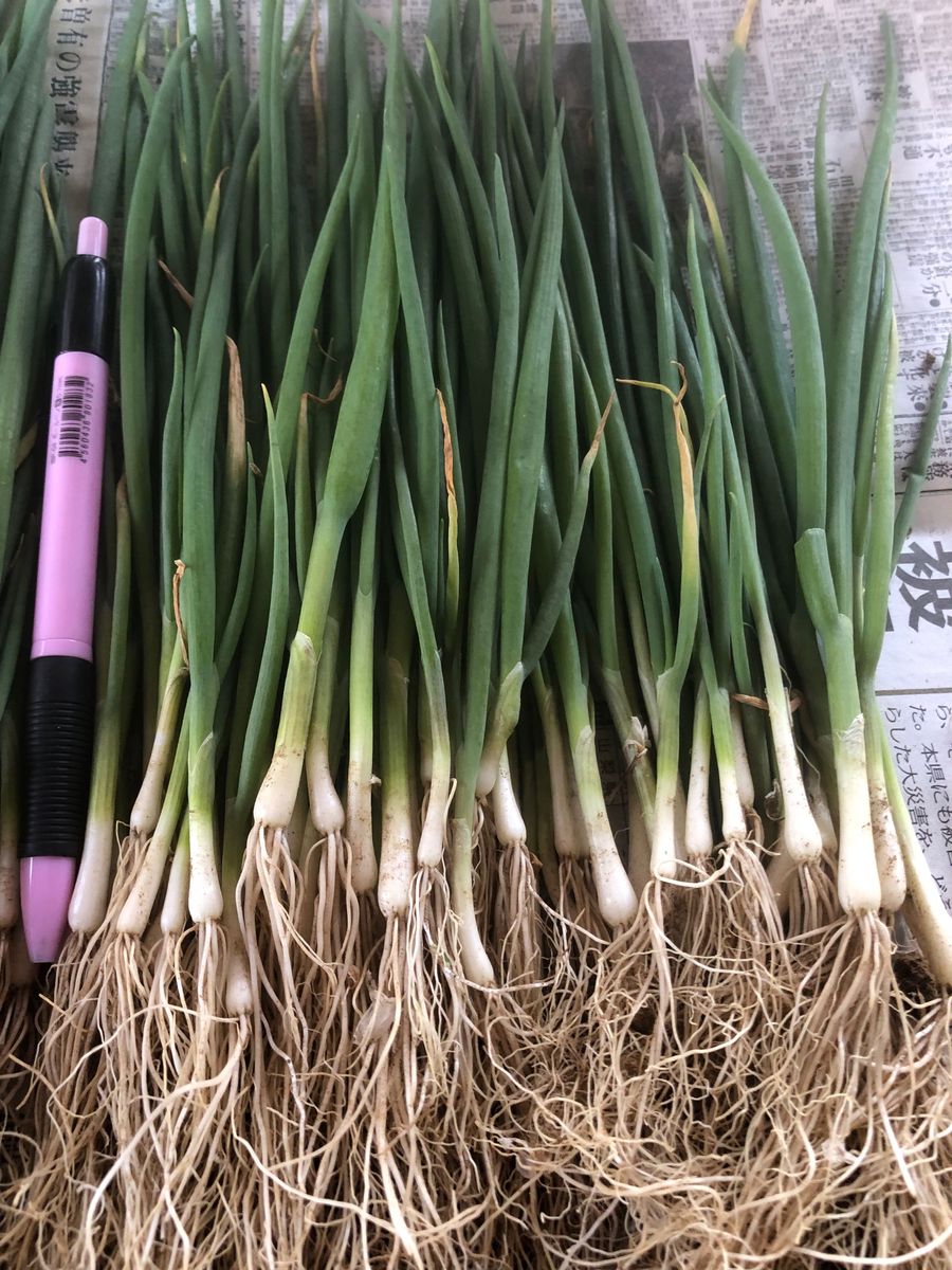 無農薬 1本ネギ 苗 100本 野菜 家庭菜園 節約 栽培